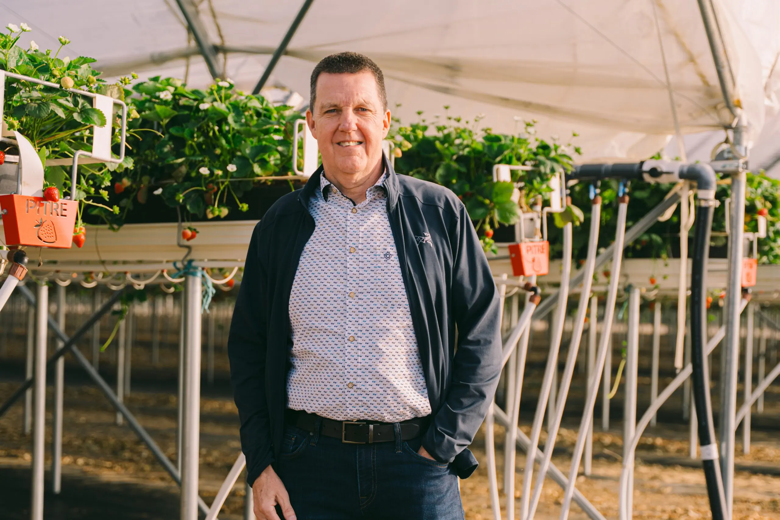 A man in a patterned shirt and dark jacket stands smiling with hands in pockets inside a greenhouse, surrounded by rows of strawberry plants growing in raised planters.