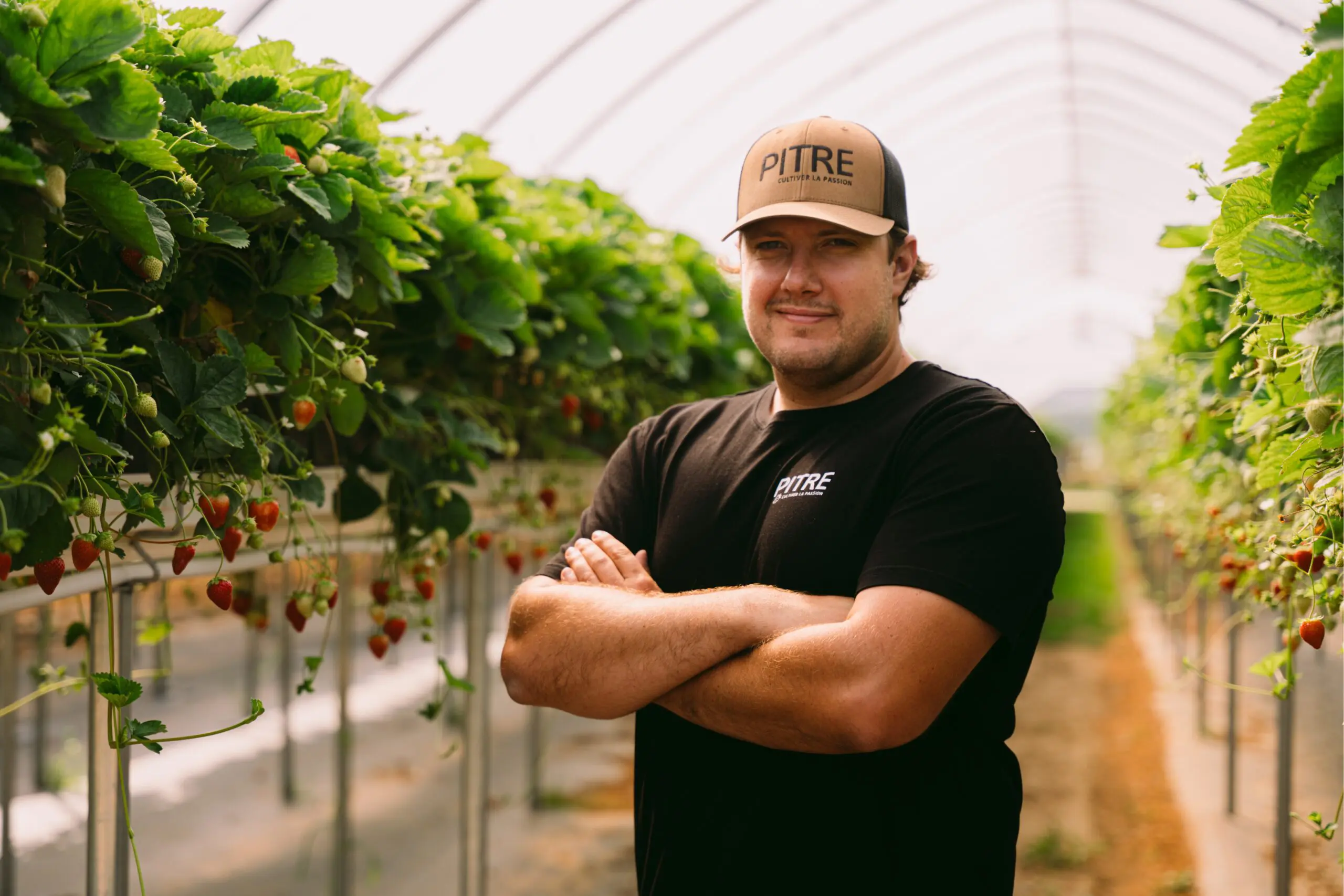 Un homme portant un chapeau havane et une chemise noire se tient les bras croisés dans une serre, entouré de rangées de plants de fraises en pleine croissance.