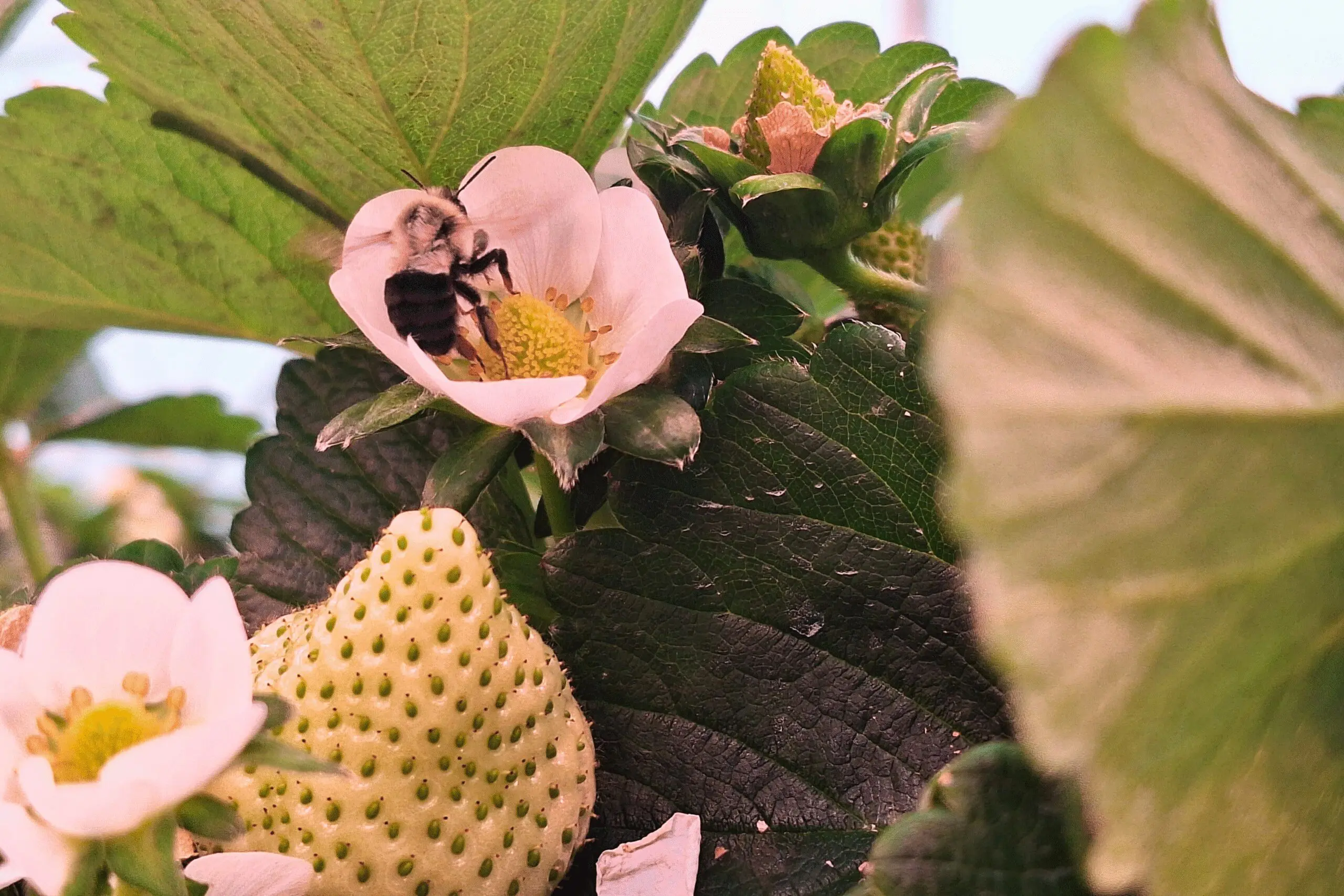 Une abeille recueille le pollen d'une fleur de fraisier blanche entourée de feuilles vertes et de fraises pâles et non mûres dans un jardin.