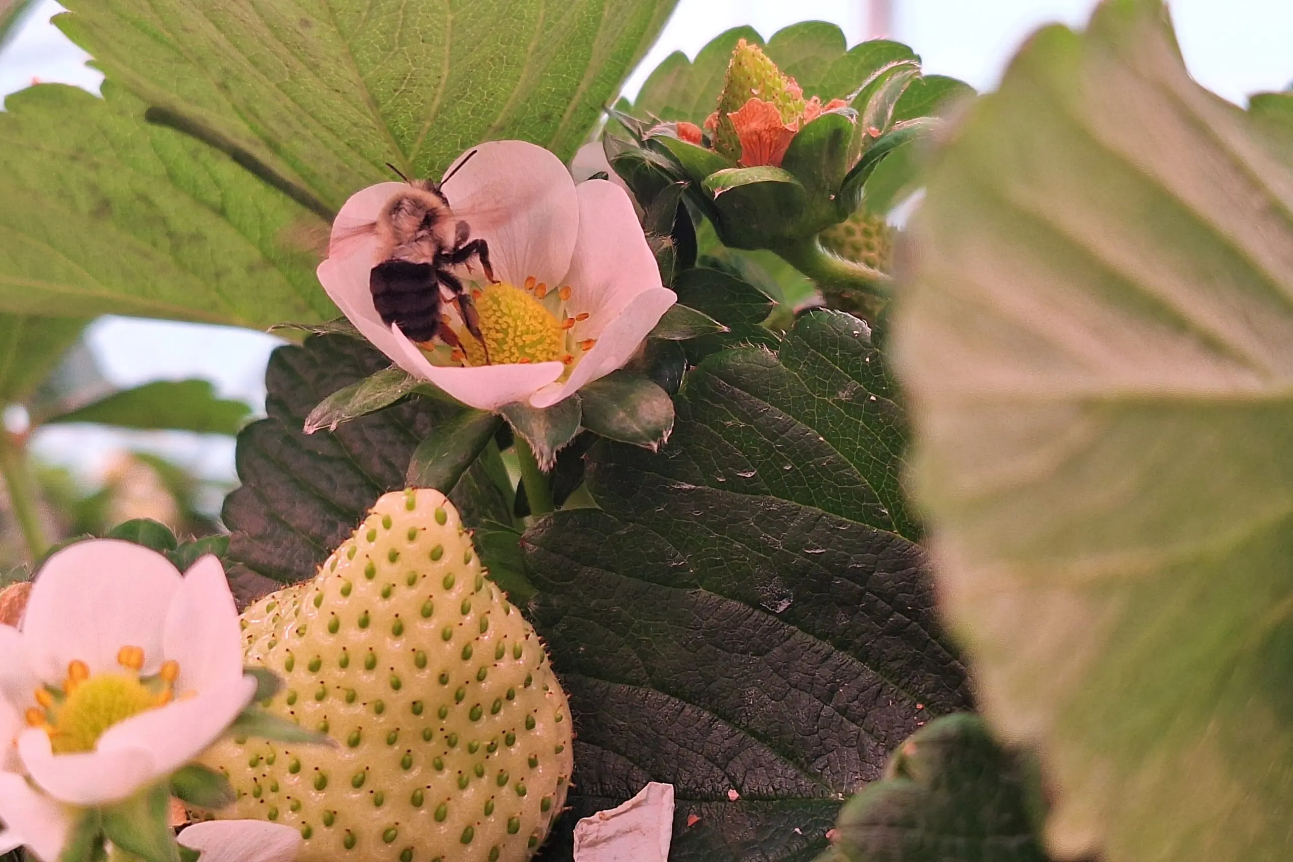 A bee collects pollen from a white strawberry flower surrounded by green leaves and unripe strawberries.