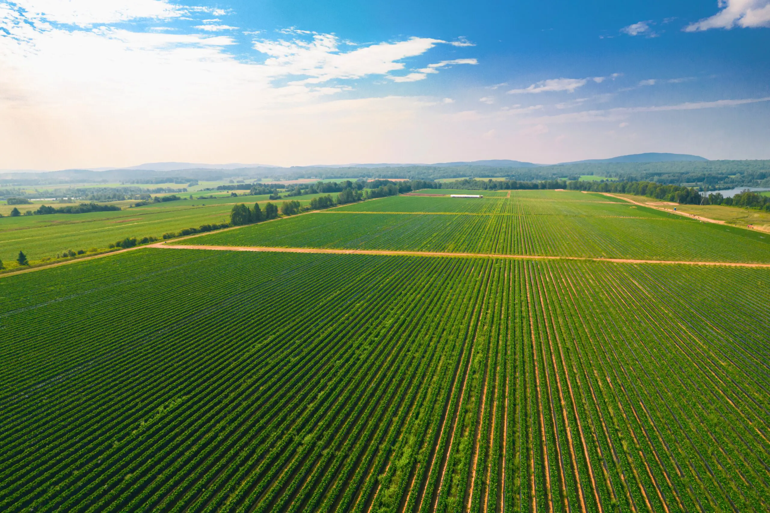 Vue aérienne de vastes champs de culture verdoyants, divisés par des chemins de terre, qui s'étendent vers une ligne d'arbres lointaine et des collines basses, sous un ciel lumineux et partiellement nuageux.