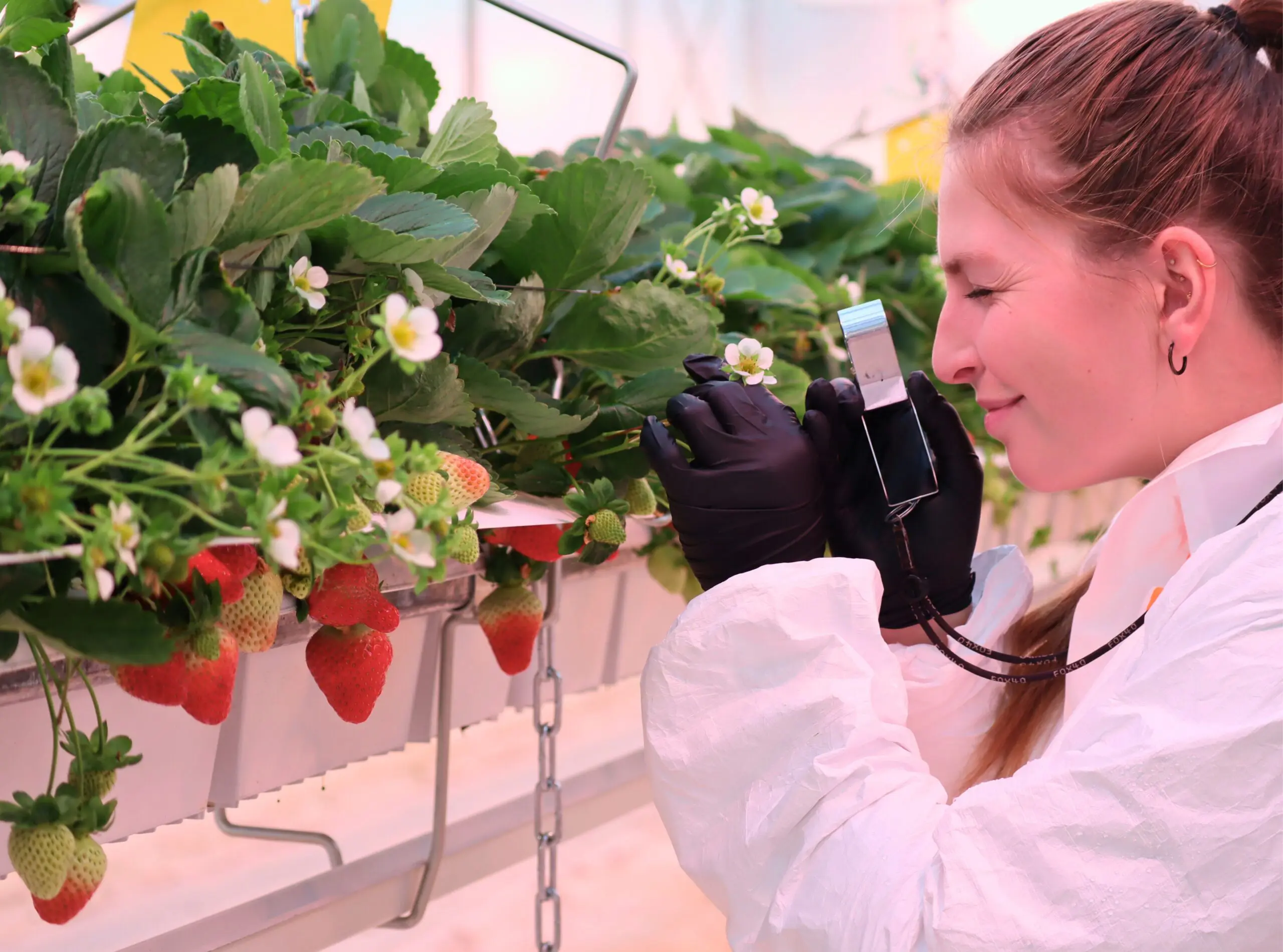 Une femme portant des vêtements de protection et des gants noirs examine des plants de fraises à l'aide d'une loupe à l'intérieur d'une serre. Des rangées de fraises et de fleurs blanches sont visibles.