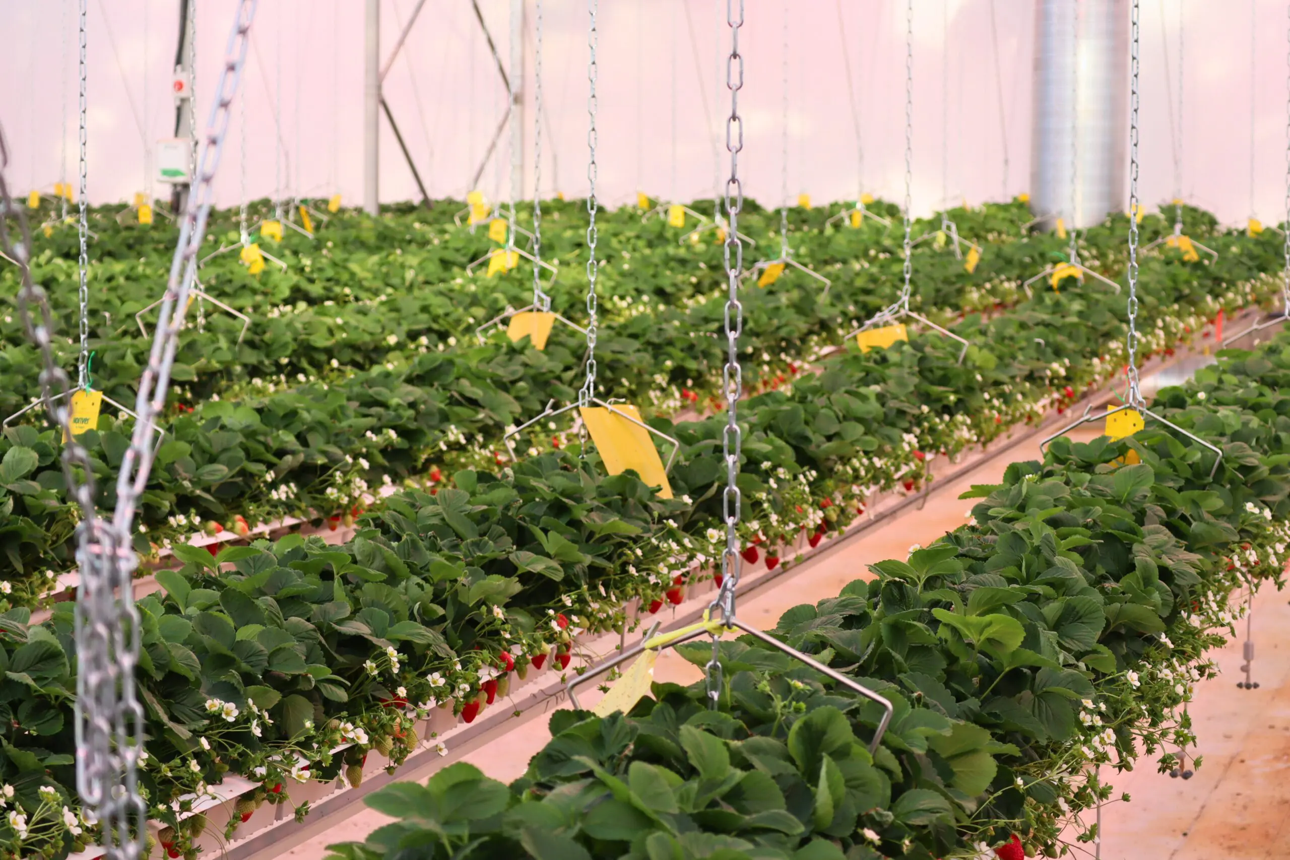Des rangées de fraisiers poussant à l'intérieur sur des plates-formes surélevées, avec des chaînes suspendues et des pièges jaunes collants pour la lutte contre les ravageurs visibles au-dessus du feuillage vert et des fruits rouges en train de mûrir.