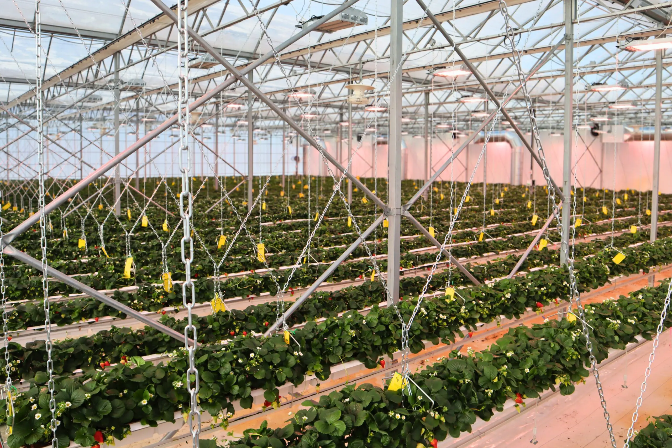 Rows of green plants grow in a large, modern greenhouse with metal supports and hanging chains. The space is brightly lit and organized, with yellow markers placed among the plants.