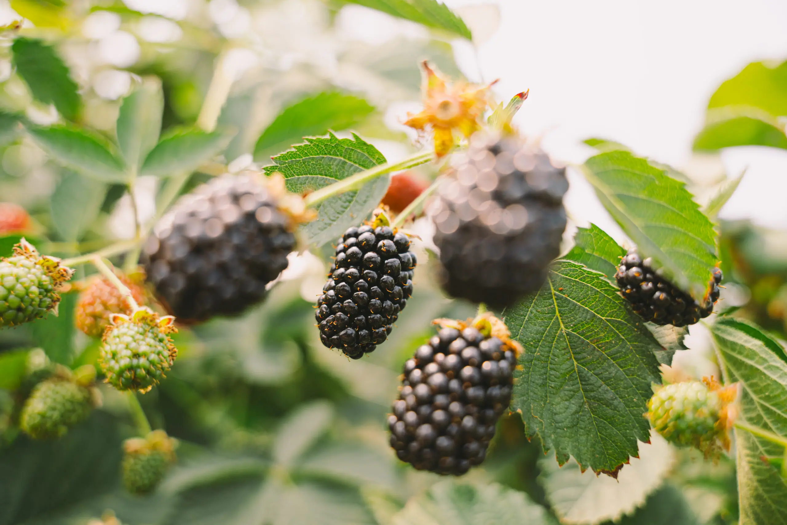 Gros plan de mûres mûres et de baies vertes non mûres sur un buisson feuillu, l'accent étant mis sur les baies au premier plan et sur le feuillage flou à l'arrière-plan.
