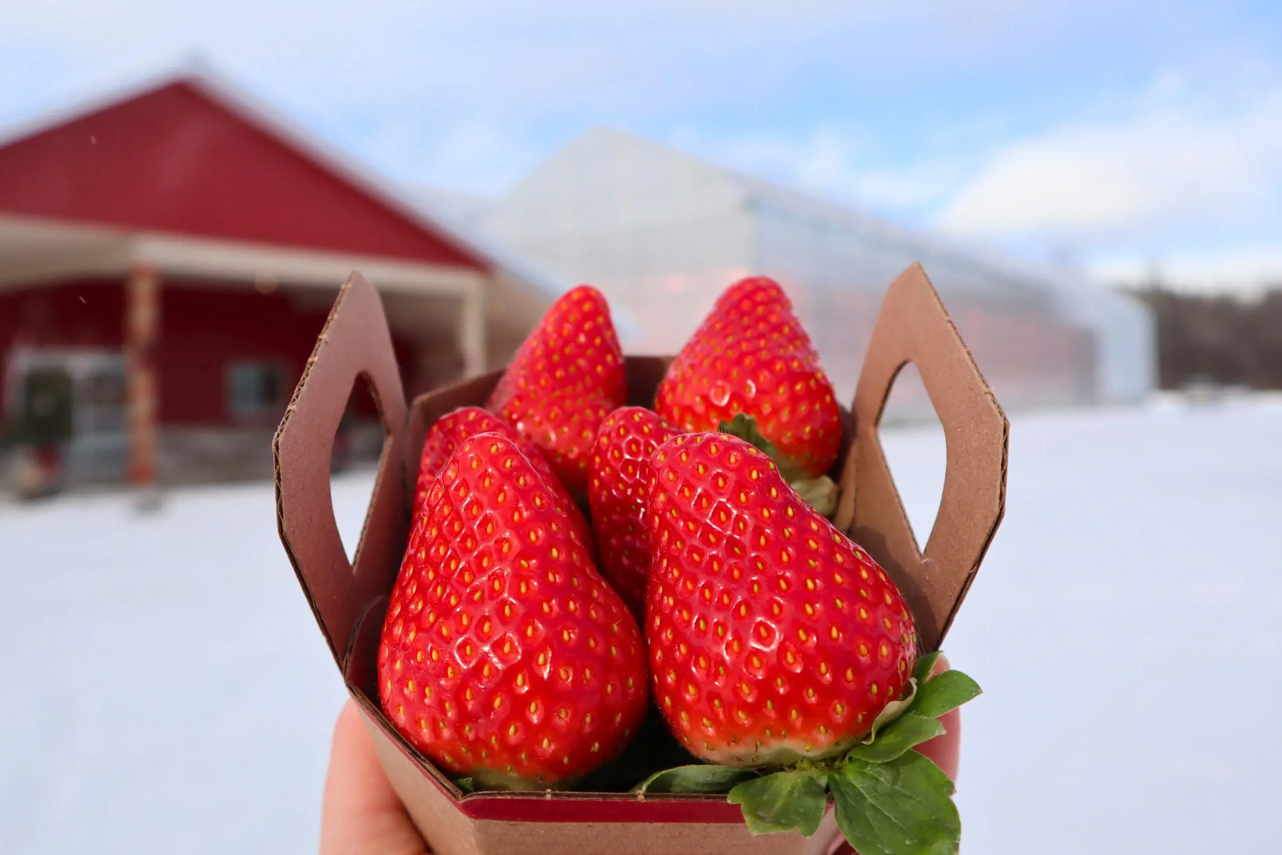 A close-up of six ripe strawberries in a small cardboard basket being held outdoors, with a snowy farm background and red barn buildings.