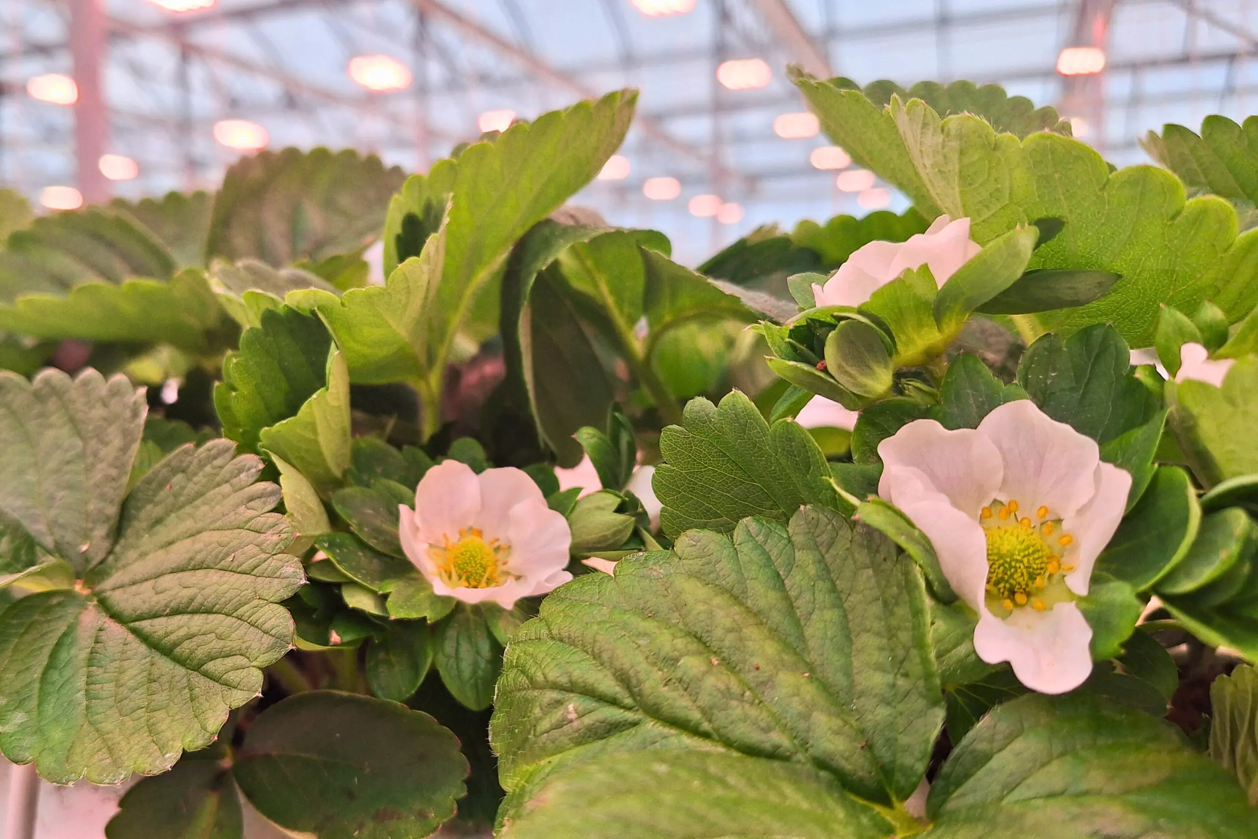 Close-up of strawberry plants with white flowers and green leaves, growing indoors under artificial lighting in a greenhouse setting.