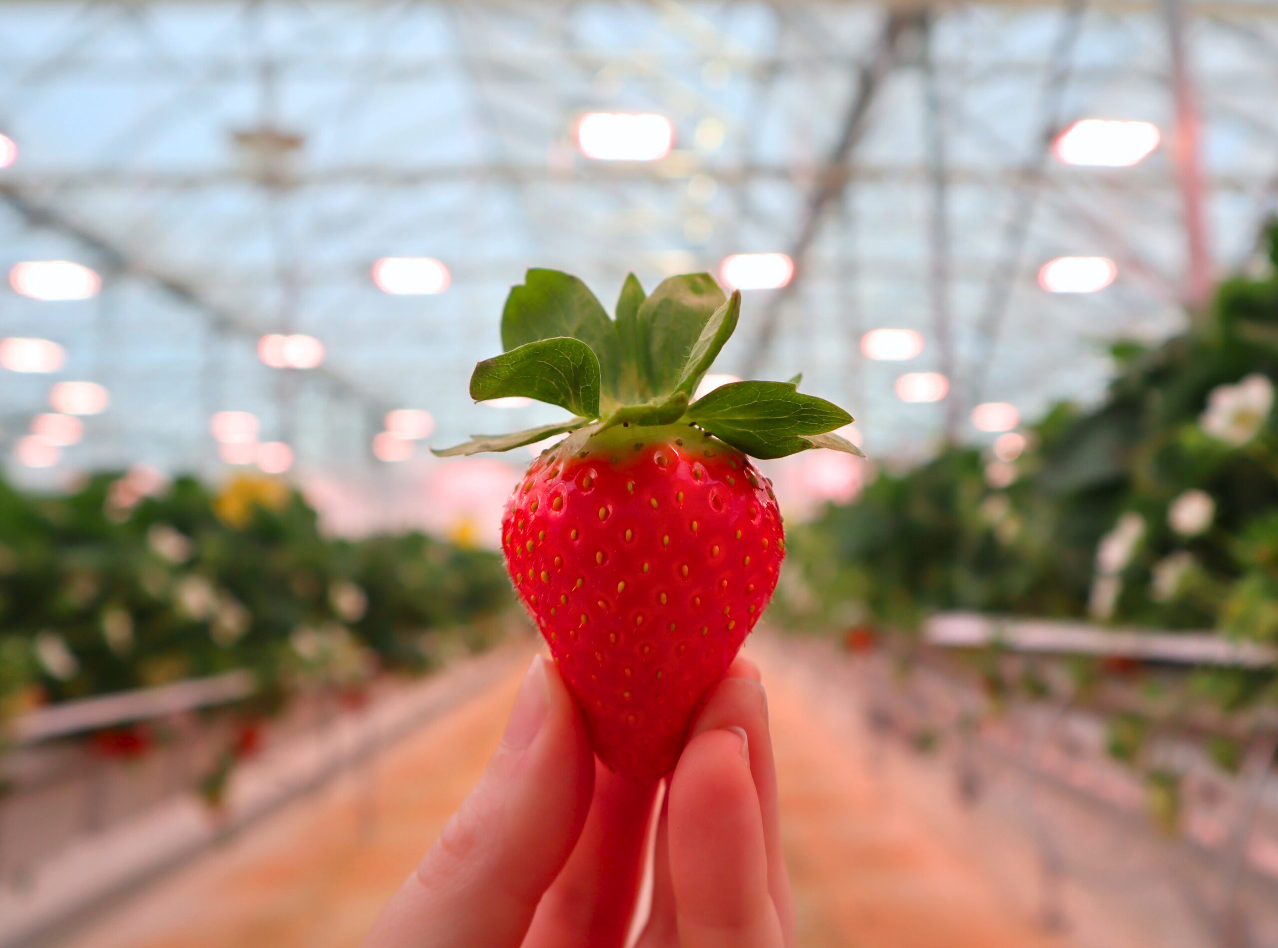 A hand holds a ripe, red strawberry with green leaves inside a greenhouse. The background is blurred, showing rows of plants and a glass ceiling with bright lights.