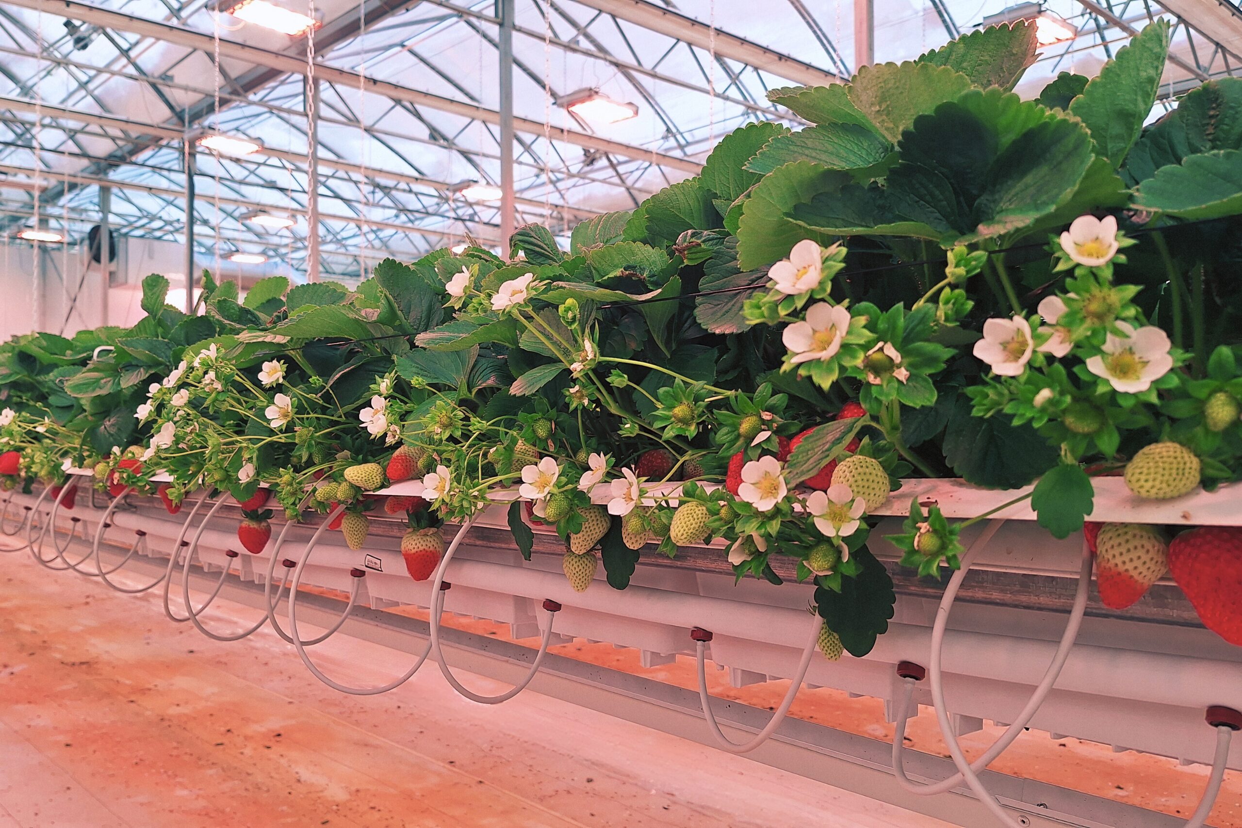 Rows of strawberry plants with green leaves, white blossoms, and ripening berries grow in a greenhouse on elevated hydroponic trays with irrigation tubes underneath.