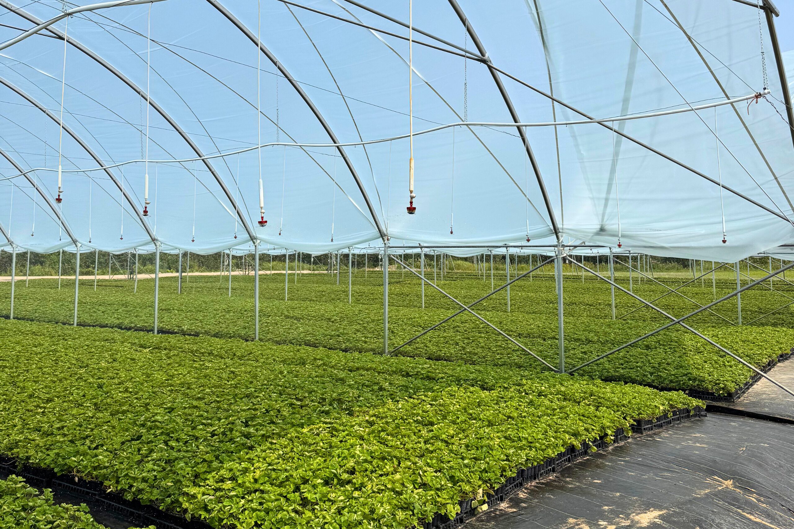 Rangées de plants de fraises cultivés sous de petits tunnels, composés d’une structure métallique et recouverts d’une toile transparente protectrice.
